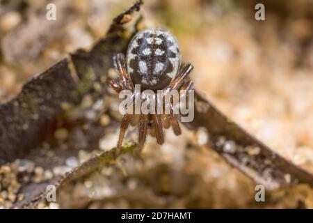 cobweb spider (Steatoda albomaculata), sits on the ground, Germany Stock Photo