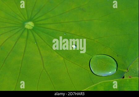Dew drops on Water lily (Nymphaea sp) leaf Stock Photo