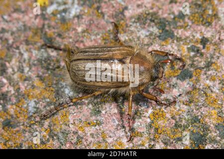 Summer chafer (Amphimallon solstitiale, Rhizotragus solstitialis), sits on a stone, Germany Stock Photo