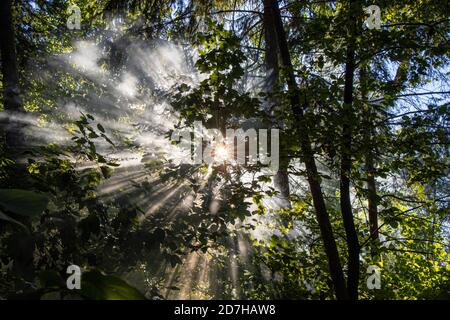 sunbeams breaking through fog in a forest, Germany, Bavaria, Isental, Dorfen Stock Photo