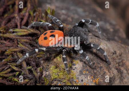 Red Ladybird spider (Eresus sandaliatus), male on a stone, side view, Germany Stock Photo