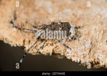 Fungus weevil (Anthribus albinus, Platystomos albinus), sits on deadwood, Germany Stock Photo