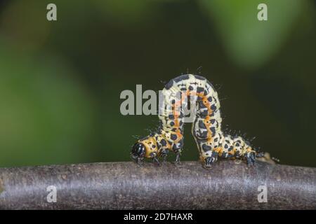 Magpie moth, Currant moth (Abraxas grossulariata), caterpillar on a branch, side view, Germany Stock Photo