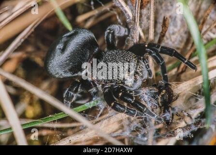 Red Ladybird spider (Eresus sandaliatus), female feeding her young animals, view from above, Germany Stock Photo