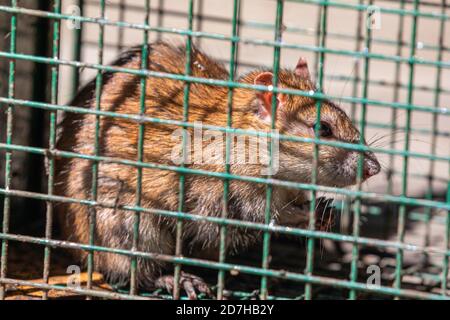 Brown rat, Common brown rat, Norway rat, Common rat (Rattus norvegicus), caught in a live trap, Germany, Bavaria Stock Photo