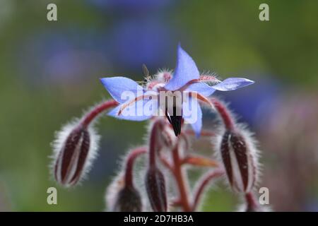 common borage (Borago officinalis), flower and buds, Germany Stock Photo