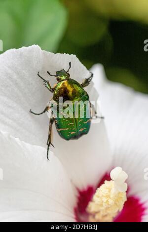 Marbled Rose Chafer (Protaetia lugubris, Liocola lugubris, Protaetia marmorata), sits on an hibiscus flower, Germany, Bavaria Stock Photo