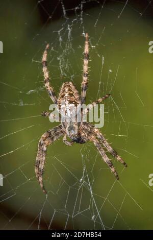 cross orbweaver, European garden spider, cross spider (Araneus diadematus), in its web, Germany