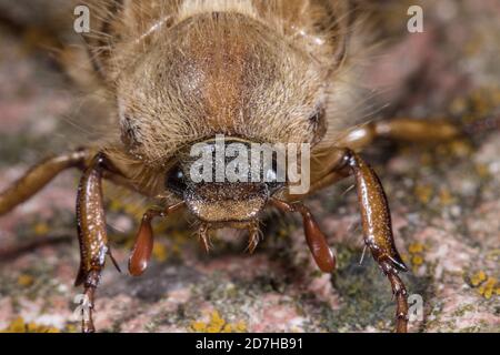 Summer chafer (Amphimallon solstitiale, Rhizotragus solstitialis), portrait, Germany Stock Photo