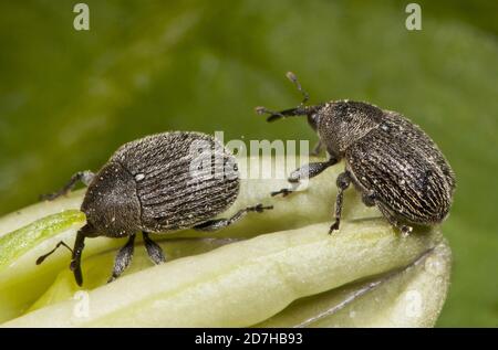 Snout weevil (Cleopomiarus graminis), pair, Germany Stock Photo