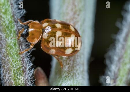 Cream-spot ladybird, Cream spot ladybird, Cream Spotted Lady-beetle, Cream Spotted Ladybird (Calvia quatuordecimguttata), on hairy stem, Germany Stock Photo