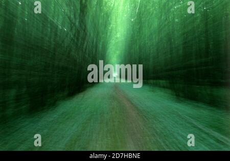 Forest with Zoom Effect, Blur, Background Color Stock Photo
