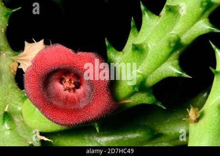 Huernia huernia sp hi-res stock photography and images - Alamy