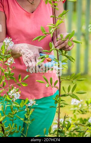Woman shortening the annual growth of a multiflora rose (Rosa multiflora) in spring. Stock Photo
