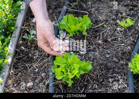 Placement of broken eggshells around salads to prevent slugs in summer, Pas de Calais, France Stock Photo