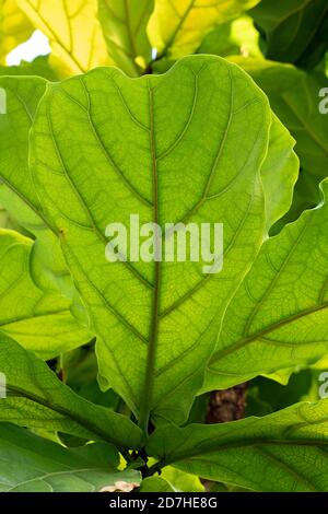 Fiddle leaf fig tree (Ficus lyrata) leaf Stock Photo
