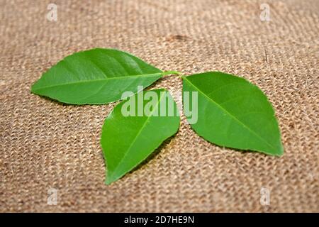 Green leaves layout on jute fabric background. Tropical summer minimal pattern. Stock Photo