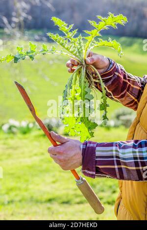Gardener holding a gouge: for plants with taproots such as dandelion. Stock Photo
