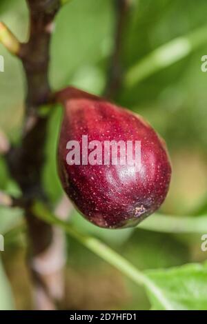 Fig 'Figo Secco', variety for drying. Also used to prepare many Italian culinary specialties. Stock Photo