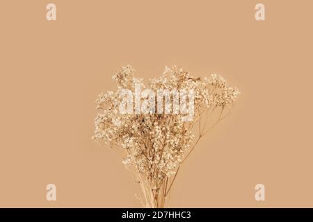 Dry branches and flowers isolated on a brown background Stock Photo