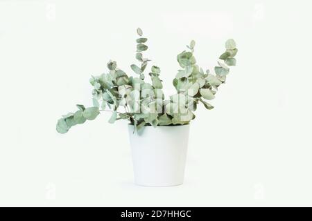 Branches with eucalyptus leaves in a white ceramic pot on a white background Stock Photo