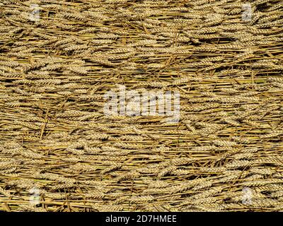 A patch of wheat laid by wind of rain and ready for harvest Stock Photo