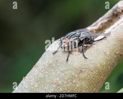 A close up of Sarcophaga carnaria the common flesh fly Stock Photo