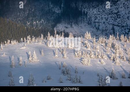 Snow covered fir trees on snowy mountain slope in last evening sunset sun light. Magnificent dusk on picturesque alpine resort slope for freeride snow Stock Photo