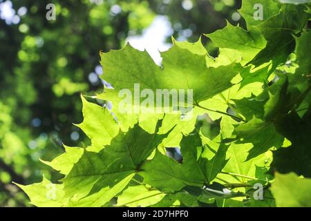 green plane tree leaves with sunshine in spring Stock Photo