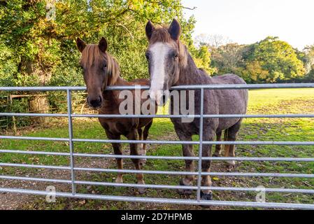 Two horses looking over a metal gate Stock Photo