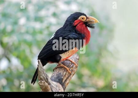 close up of a Bearded Barbet bird standing on tree branch Stock Photo