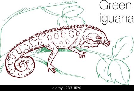 Green iguana hand drawn vector illustration Stock Vector