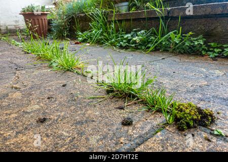Close up view of weeds growing between paving slabs in a patio in a residential garden. Stock Photo