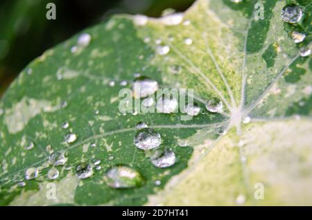 Close up view of water droplets on a nasturtium leaf. Stock Photo