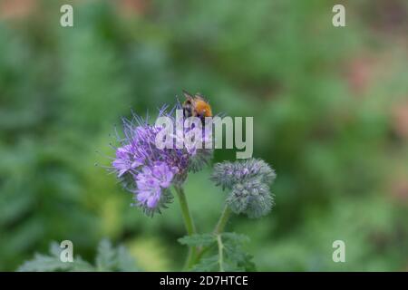 Common carder bee feeding on the flowers of Phacelia plant Stock Photo