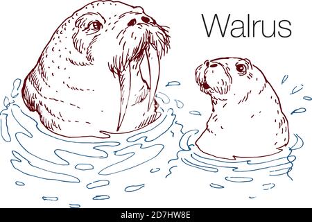 Walrus hand drawn vector illustration Stock Vector