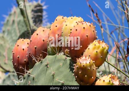 Prickly pear cactus close up with fruit in red color. Opuntia, commonly called prickly pear, is a genus in the cactus family, Cactaceae. Prickly pears Stock Photo