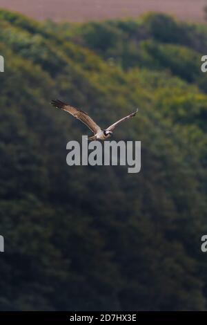 A Western Osprey Pandion haliaetus flying over the Gannel River in Newquay in Cornwall. Stock Photo