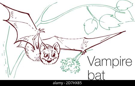 Vampire bat hand drawn vector illustration Stock Vector