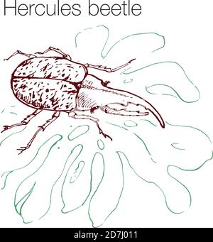 Hercules beetle hand drawn vector illustration Stock Vector
