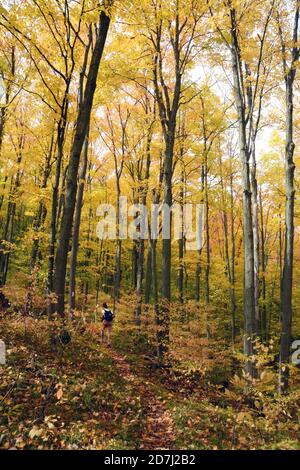 A solo female hiker walking through an autumn deciduous forest on the Bruce Trail in Boyne Valley Provincial Park, Ontario, Canada. Stock Photo