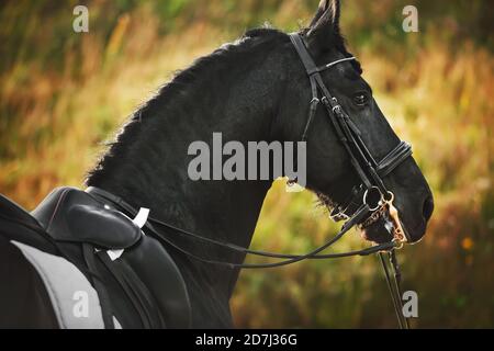 Portrait of a beautiful Friesian horse with a bridle on its muzzle and a saddle on its back, illuminated by sunlight on a summer day. Horseback riding Stock Photo