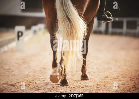 Hooves and long light tail of a beautiful sports horse that participates in dressage competitions on a Sunny day. Horseback riding. Equestrian sport. Stock Photo