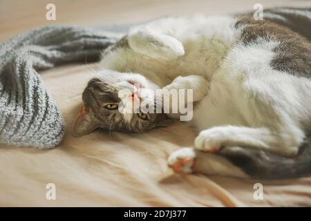 Cute home tabby cat with pleasure lies on a soft beige bed curled up and playfully looks. Home comfort. Stock Photo