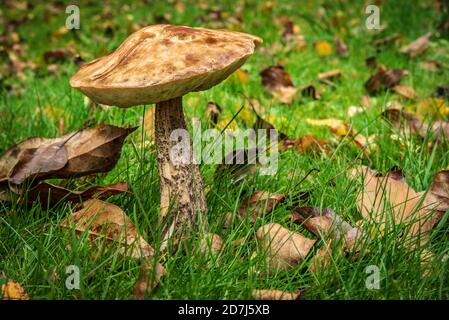 Leccinum scabrum, commonly known as the rough-stemmed bolete, scaber stalk, and birch bolete mushroom. Golden autumn leaves litter the ground  around Stock Photo