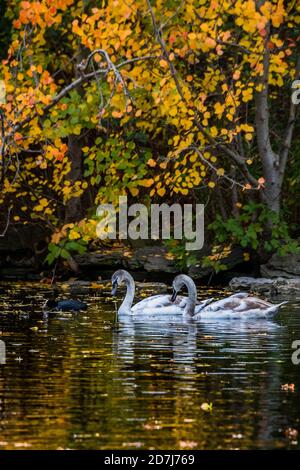 London, UK. 23rd Oct, 2020. Young Swans (signets) enjoy a swim in the lake - Autumn colours in St James Park. Credit: Guy Bell/Alamy Live News Stock Photo