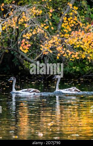 London, UK. 23rd Oct, 2020. Young Swans (signets) enjoy a swim in the lake - Autumn colours in St James Park. Credit: Guy Bell/Alamy Live News Stock Photo