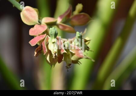 Euphorbia lomelii V.W.Steinm. | Plants of the World Online | Kew Science
