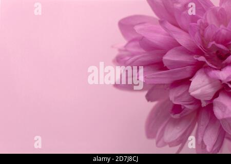 Beautiful fresh bouquet of tulips with water drops top view. Abstract floral blossom art background. Extreme closeup, macro image. Stock Photo