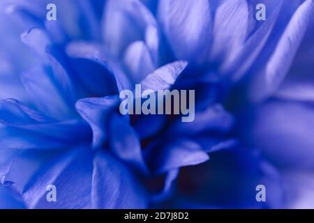 Beautiful fresh bouquet of blue tulips tulips with water drops. Abstract floral blossom art background. Extreme closeup, macro image. Stock Photo